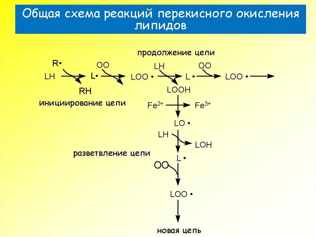 Пол липидов. Схема инициации перекисного окисления липидов. Общая схема перекисного окисления липидов. Схема реакций перекисного окисления липидов. Перекисное окисление липидов включает реакции.