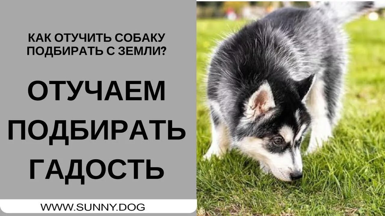 Как отучить собаку все подбирать. Собака как отучит подбирать с земли. собака подбирает с земли еду. как отучить собаку подбирать на улице. как отучить щенка подбирать на улице.