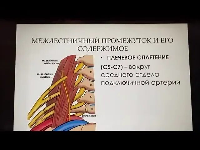 Границы межлестничного промежутка
