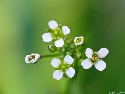 Green may