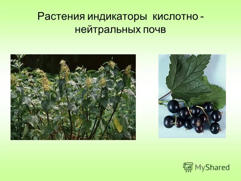 растения индикаторы кислых почв. растения нейтральных почв. растения индикаторы щелочных почв. сорняки произрастающие на кислых почвах. растения индикаторы кислотности почвы.