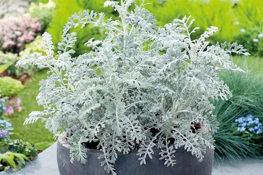 Цинерария Приморская (Senecio cineraria). Цинерария крестовник. Цинерария Сильверадо. Цинерария сильвердаст. Цинария