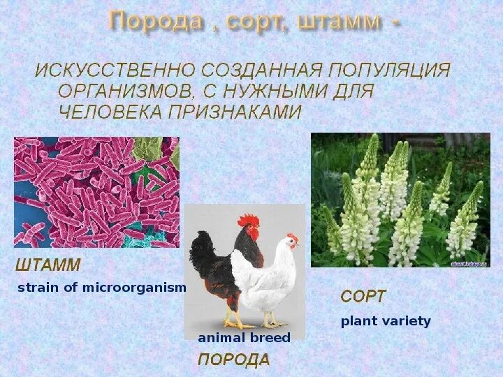 Селекция сорт порода штамм. Понятие селекции. Что такое сорт и порода. Сорта растений и породы животных. Примеры сортов и пород