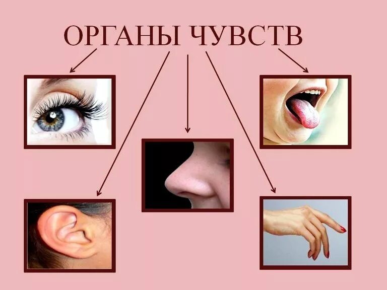 Глаз звуки. Органы чувств. Органы чувси. Органы чувств для детей. Пять органов чувств.