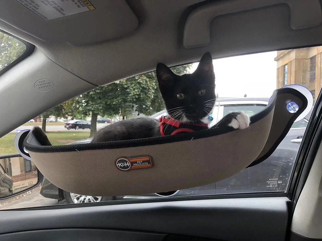 Коты ездят. Кот в машине. Котик на автомобиле. Сиденья в машину для котов. Гамак в машину для коты.