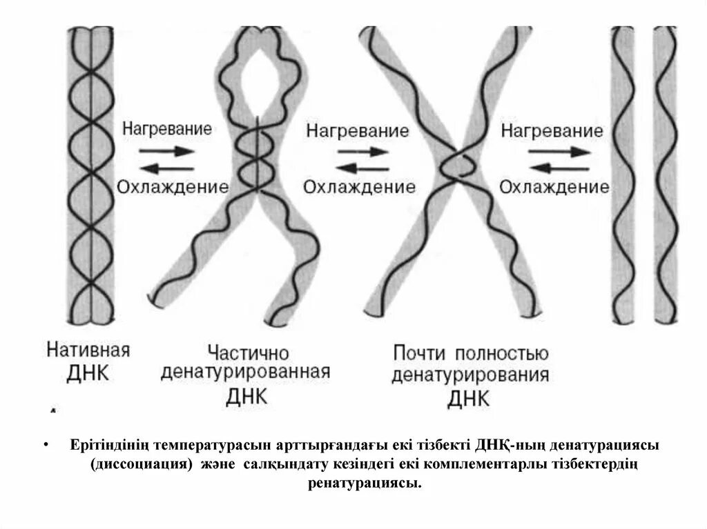 Расплетание цепей днк. Денатурация ДНК. Денатурация и ренатурация ДНК. Денатурированная ДНК. Денатурация двухцепочечной ДНК.