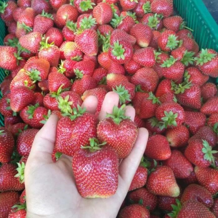Клубника сирия фото описание: найдено 89 изображений