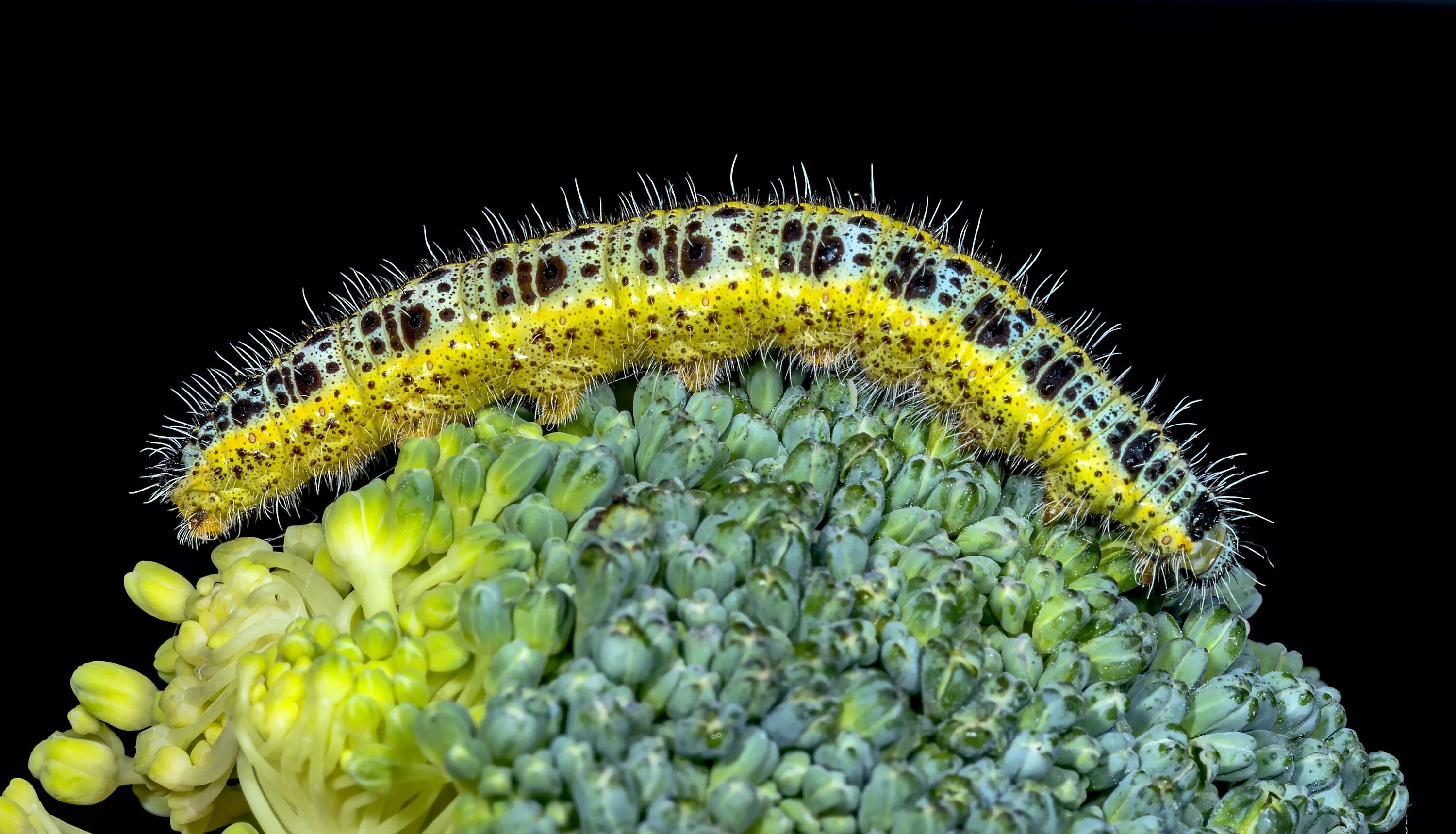 Гусеницы бабочки белянки. Pieris brassicae гусеница. Гусеница бабочки капустницы. Капустница (Pieris brassicae). Гусеница бабочки белянки.