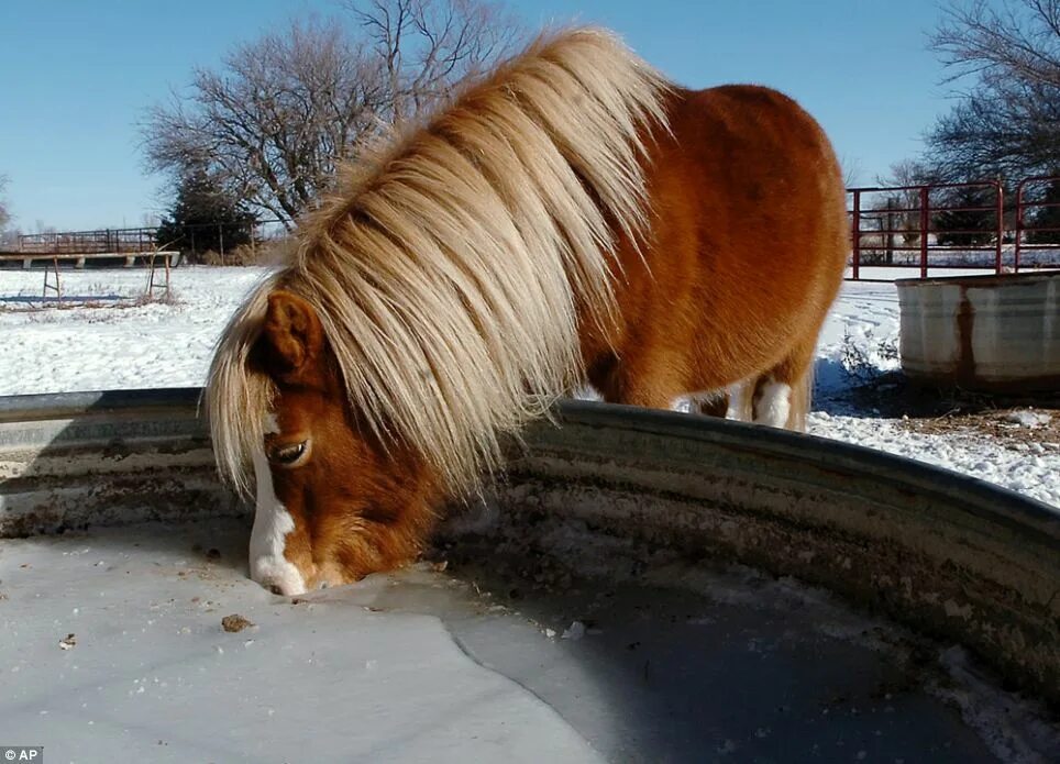 Horse drink. Лошадь пьет воду. Лошадь пьет зимой. Животные замерзают на ходу. Кормить лошадку.