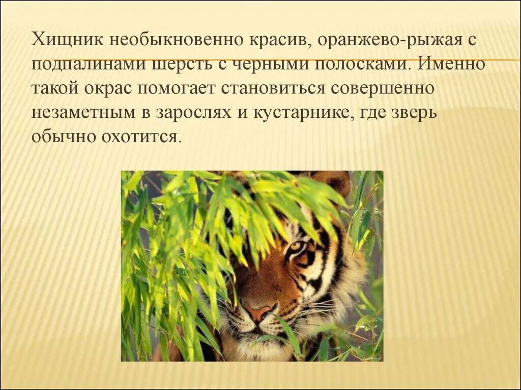 Тигр доклад 4 класс окружающий мир. Тигр презентация 4 класс. план про амурского тигра. тигр презентация 3 класс. план сообщения о амурском тигре.