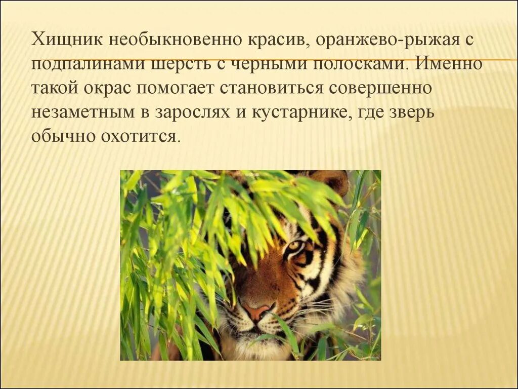 Презентация на тему тигр. Презентация о тиграх. Тигр для презентации. Презентация про тигров.