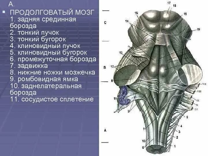 Дорсальная поверхность мозга. Дорсальная поверхность продолговатого мозга. Продолговатый мозг строение задняя поверхность. Продолговатый мозг анатомия задняя поверхность. Продолговатый мозг задняя дорсальная поверхность.