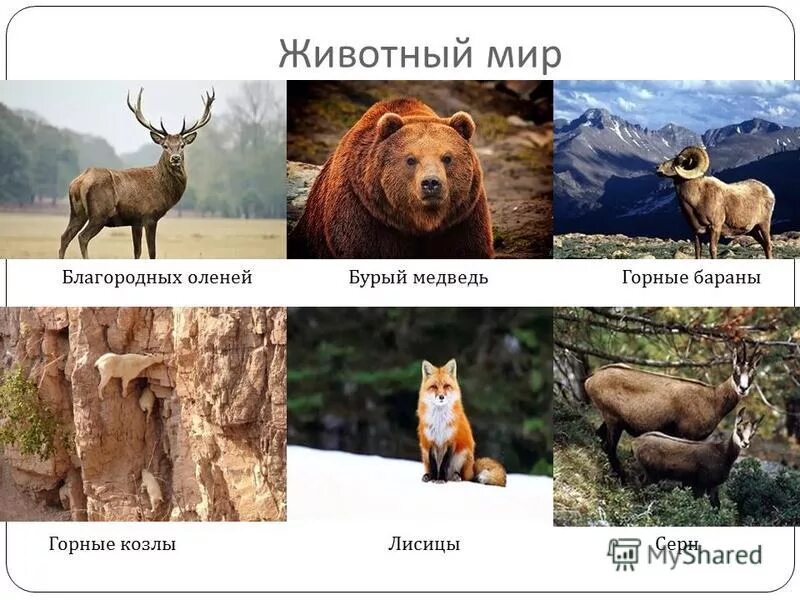 в животном мире преобладают