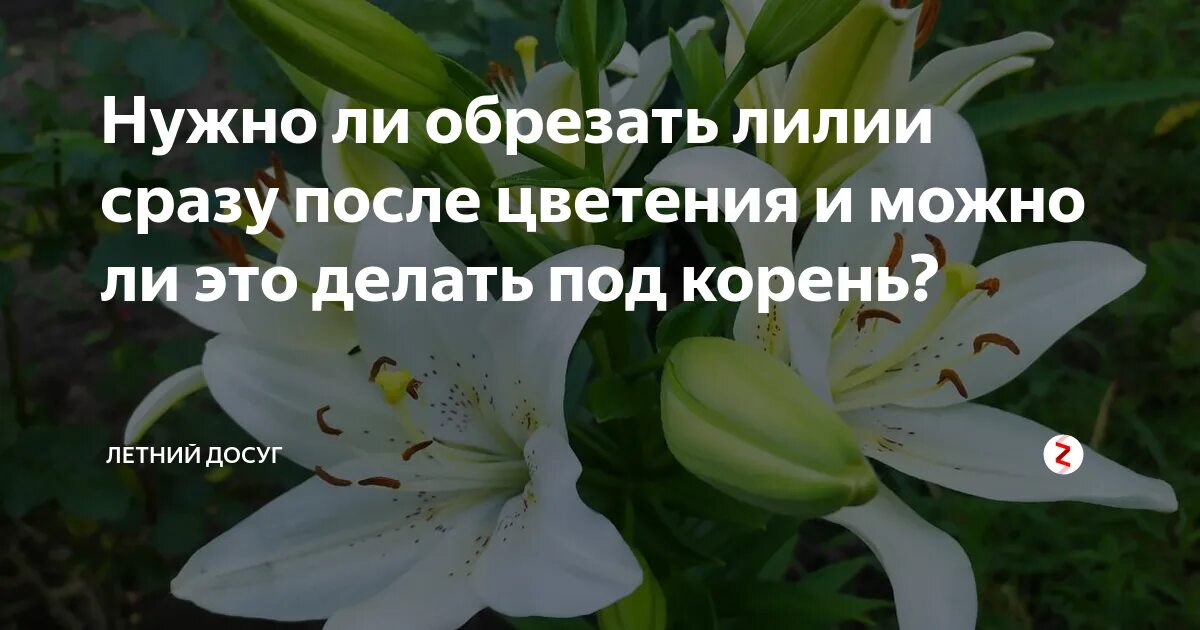 Будни лилии. Лилии отцвели. Обрезать лилии после цветения. Надо ли обрезать лилии после цветения. Стебель лилии.