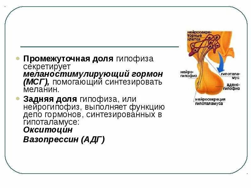 Мсг гормон. Гормоны промежуточной доли гипофиза. меланостимулирующий гормон.