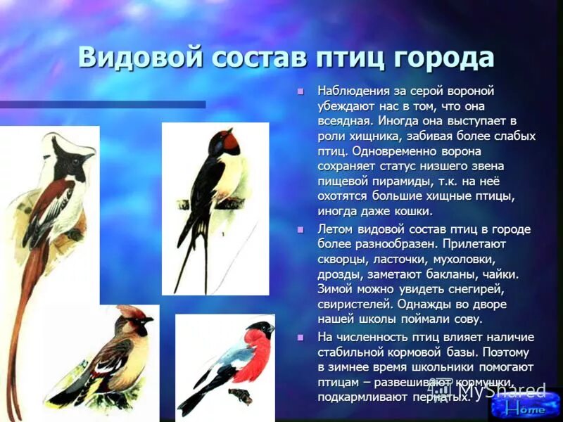 поведение зимующих птиц. наблюдение за птицами зимой. как изменилось поведение зимующих птиц. наблюдение за птицами. продолжите наблюдение за птицами вашего города села.