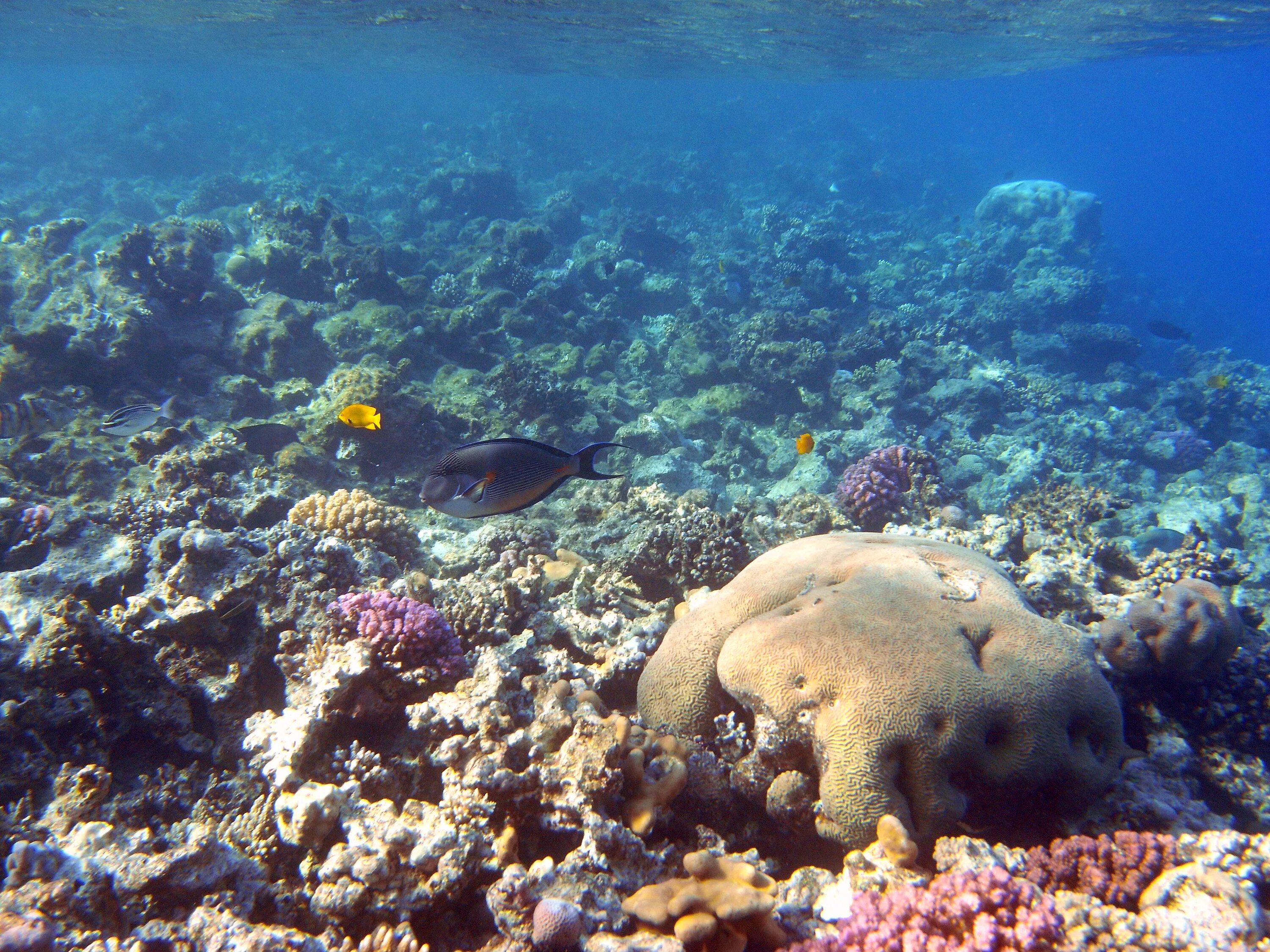 Красное море хургада отзывы