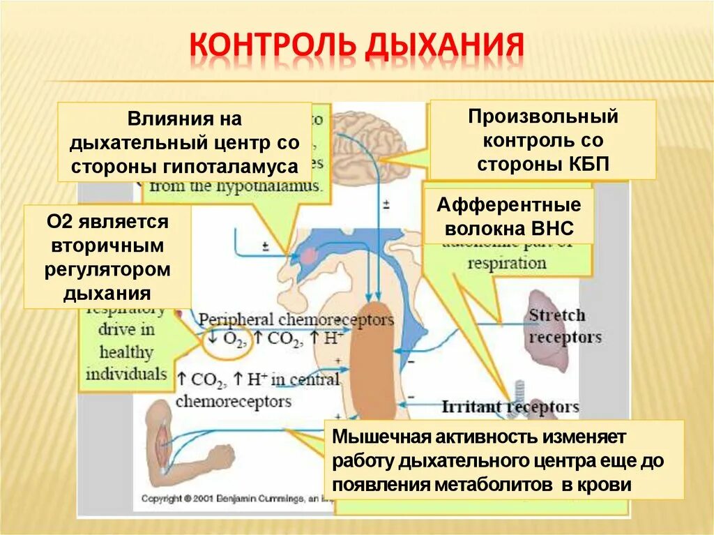 Центр произвольных дыхательных движений. Контроль дыхания. Произвольный контроль дыхания. Дыхательный контроль. Центр контроля дыхания.