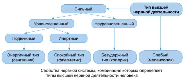 Сильный уравновешенный подвижный тип нервной