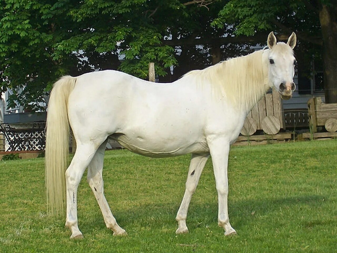Бело-Золотая лошадь. Белая лошадь самка. Самые красивые лошади самки. Интересные масти лошадей.