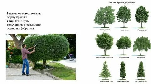 Значение слова раскидистый