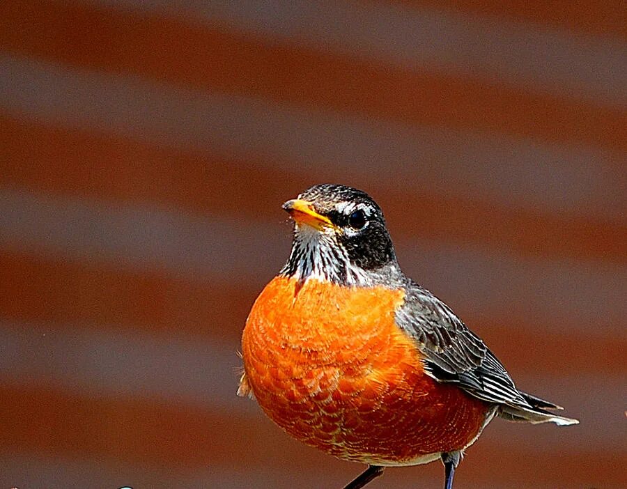 Птица оранжево серая. Оранжевая птица. Птичка с оранжевым животом. Птица с оранжевыми лапками. Птичка с оранжевой грудкой.