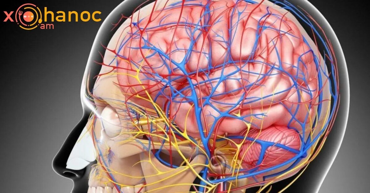 Нервные сосуды головного мозга. Кровеносная система головного мозга человека. Кровеносные сосуды головы. Кровоснабжение головы. Сосуды головного мозга анатомия.