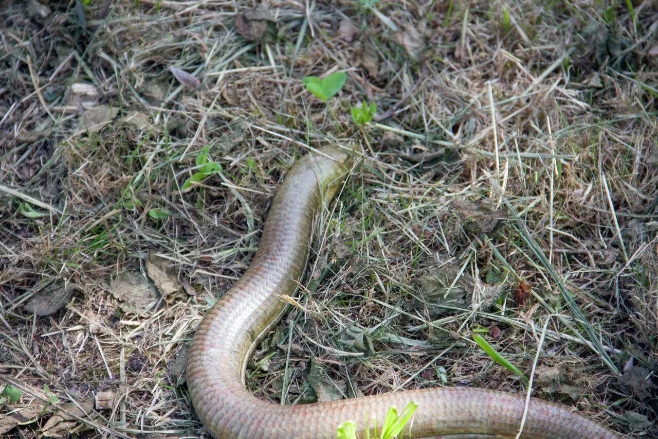 elaphe dione Snake, Reptilia, Lizard