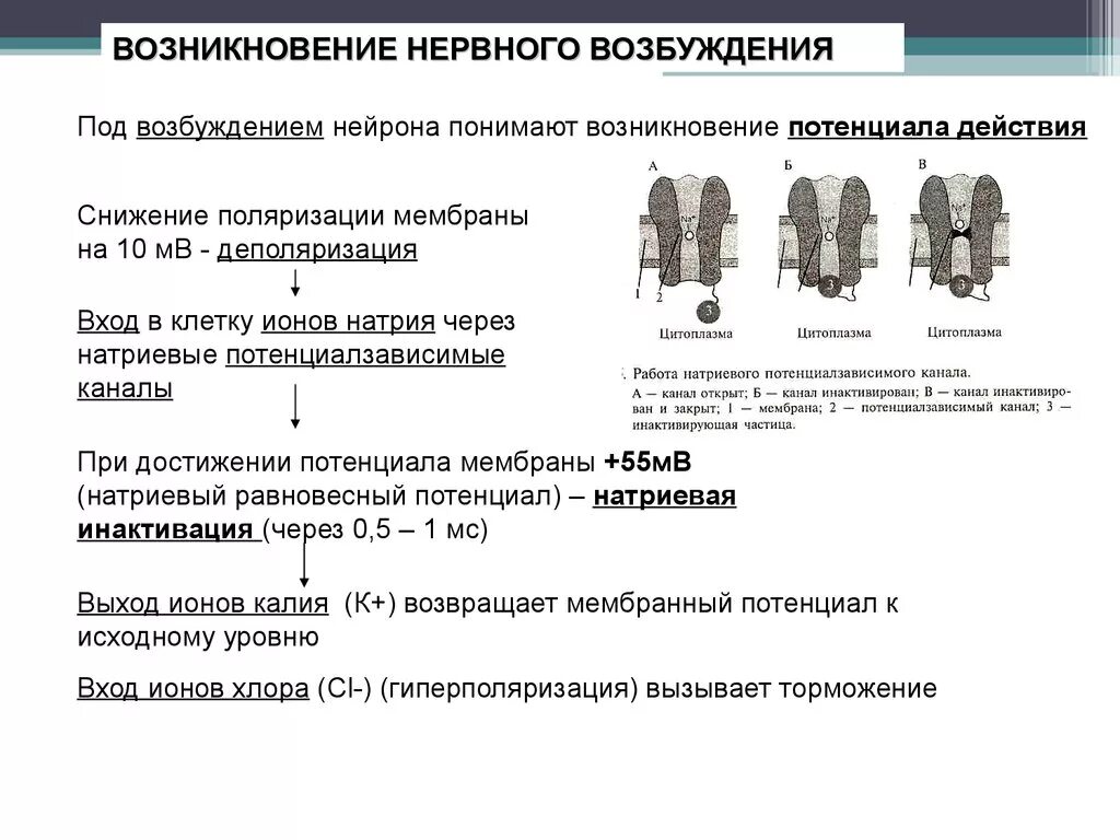 Процесс возбуждения нервных клеток. Особенности возникновения и распространения возбуждения в нейроне. Механизмы возникновения возбуждения в нервных центрах. Особенности возникновения возбуждения в нейронн. Механизм возникновения возбуждения в нейроне.