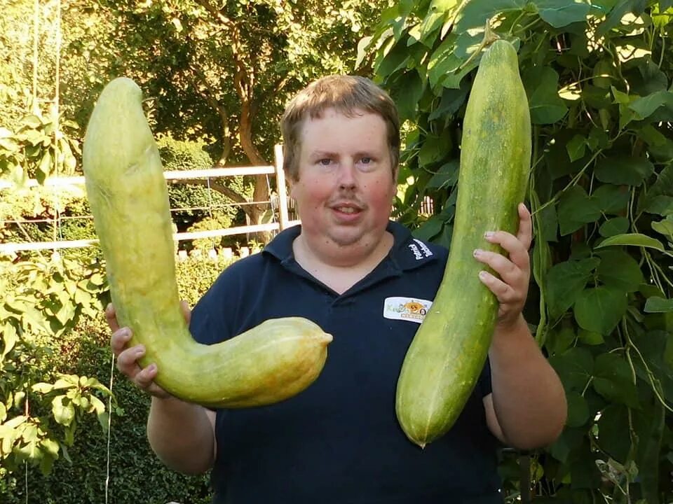 Самый дорогой овощ. Крупные овощи. Большой овощ. Большие кабачки. Самый большой кабачок в мире.