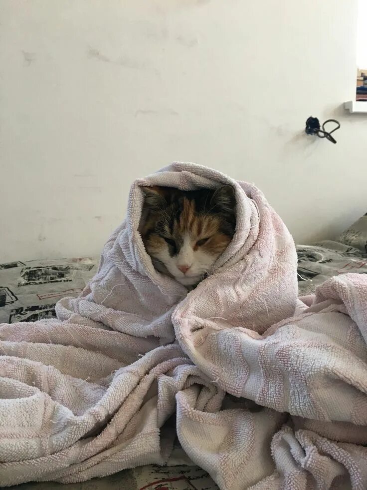 Он под одеялом. Коты в одеяле. укутанный в одеяло. укутавшись в плед. кот под одеялом.
