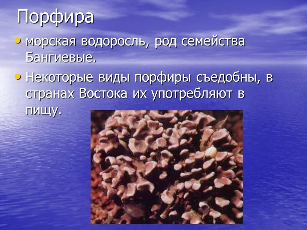 Таллом порфиры. Красные водоросли rhodophyta багрянки. Красные водоросли филлофора. Анфельция порфира. Вид порфиры.