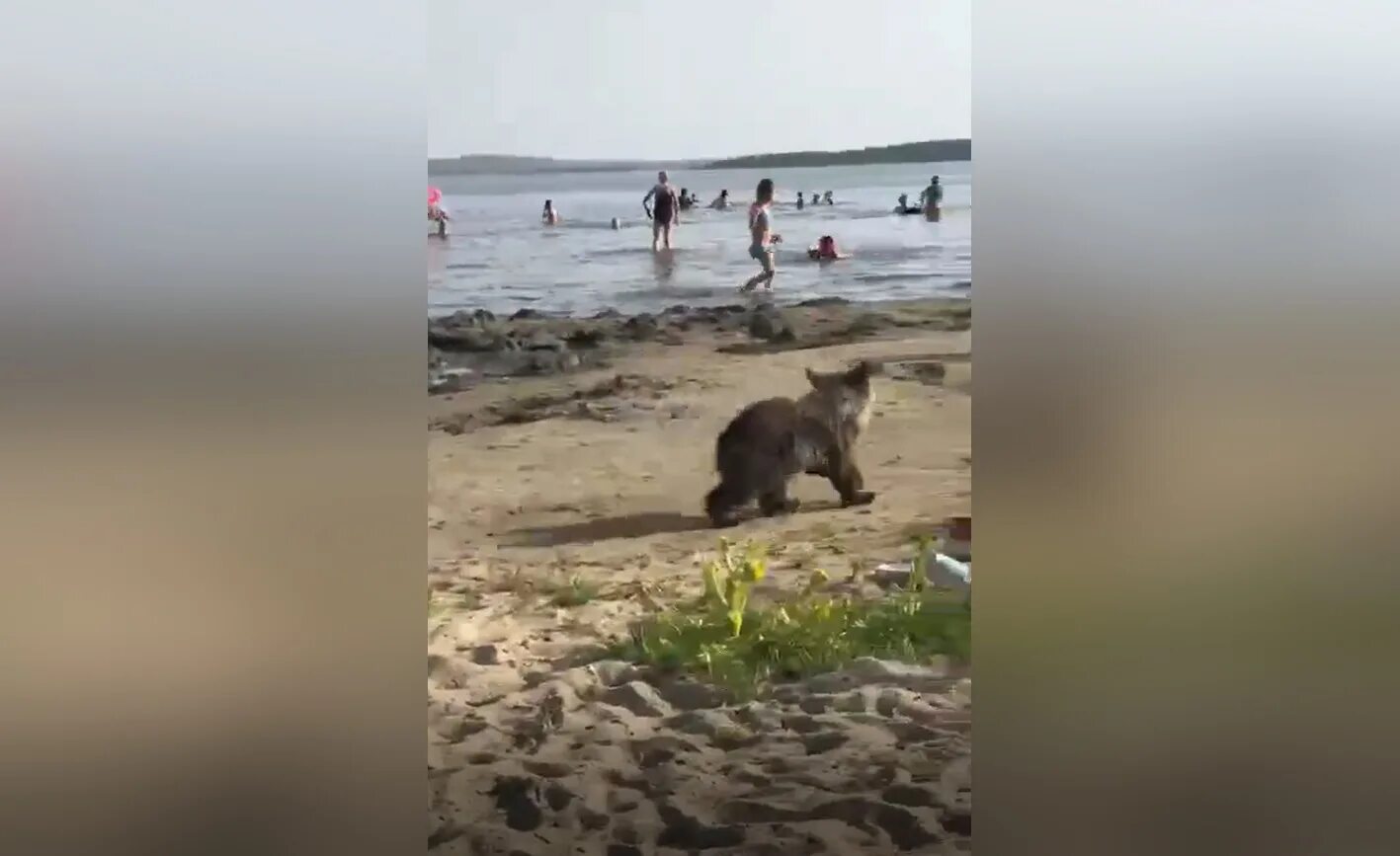 Видео собака привела медведей. Медведь на пляже. Медведи на пляже в Горячинске. Медведь на пляже в Челябинске.