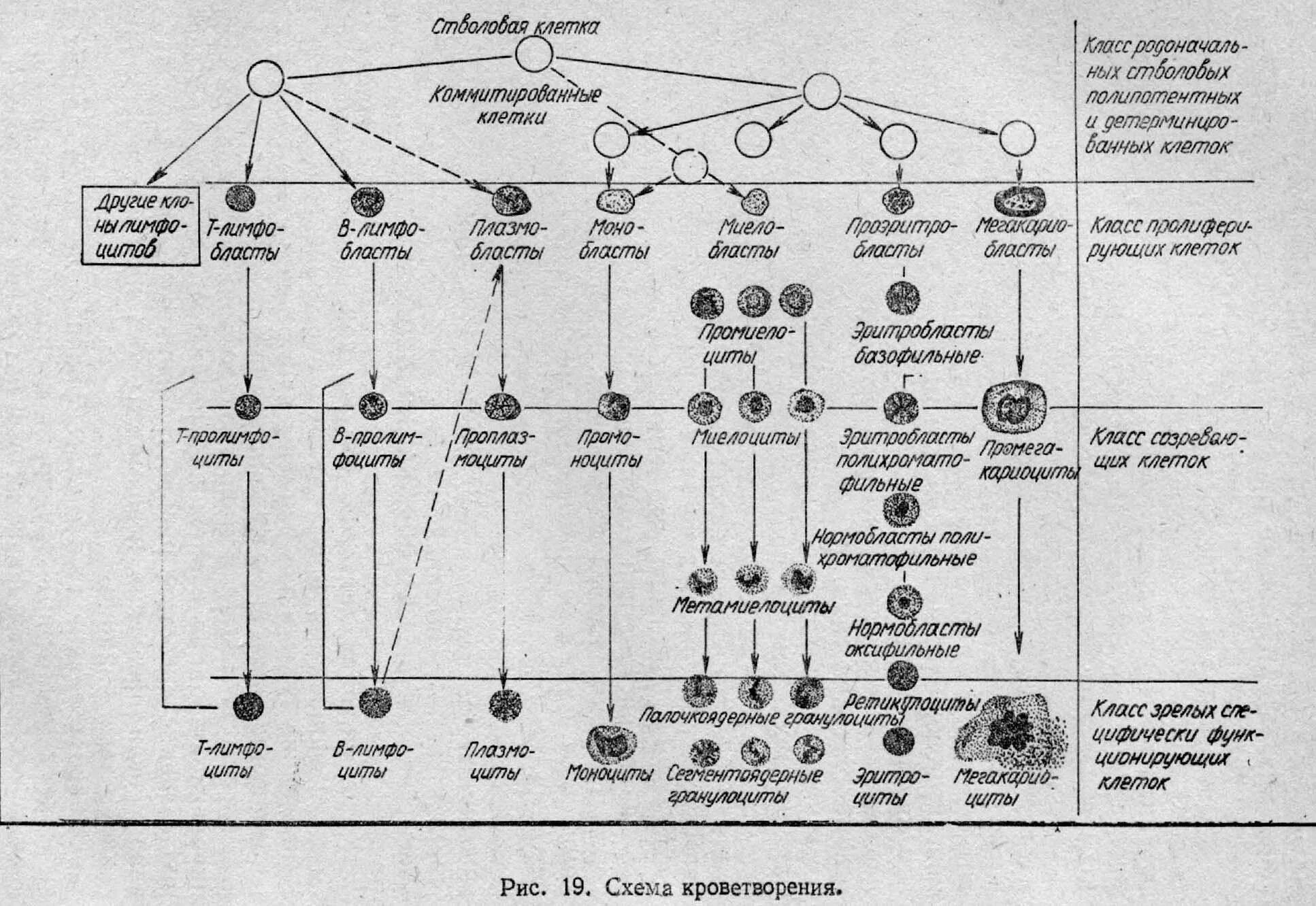 Кровь дифференцировка. Таблица система кроветворения. Кровь схема кроветворения по и.л Черткову а.и Воробьеву. Схема гемопоэза клеток крови. Схема кроветворения стволовая клетка.