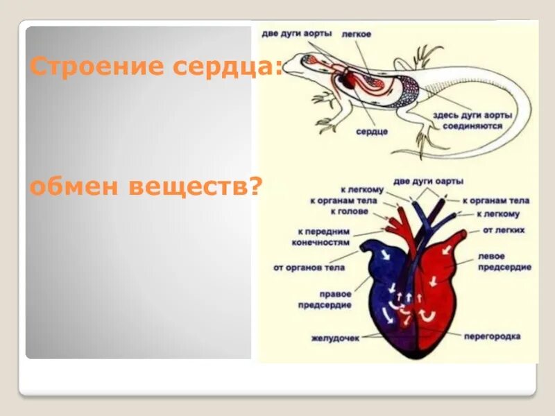 Особенности обмена веществ в миокарде. Сердце обмен веществ. Метаболические особенности миокарда. Особенности анаболизма. Метаболические особенности миокарда.