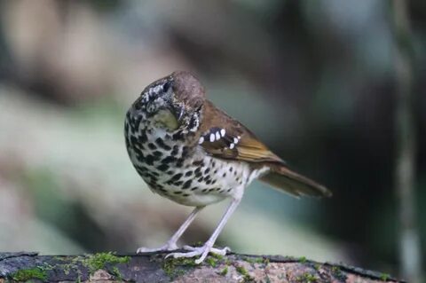 Spot-winged Thrush.jpg. d:Special:EntityPage/Q18199165. d:Special:EntityPag...