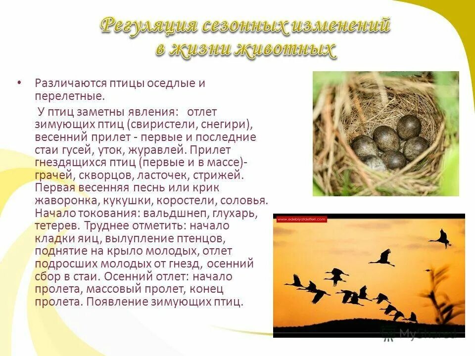 5 сезонных изменений животных. Жизнь мигрирующих и оседлых птиц. сезонные изменения птиц. сезонные явления в жизни животных. сообщение о сезонных изменениях в жизни животных.