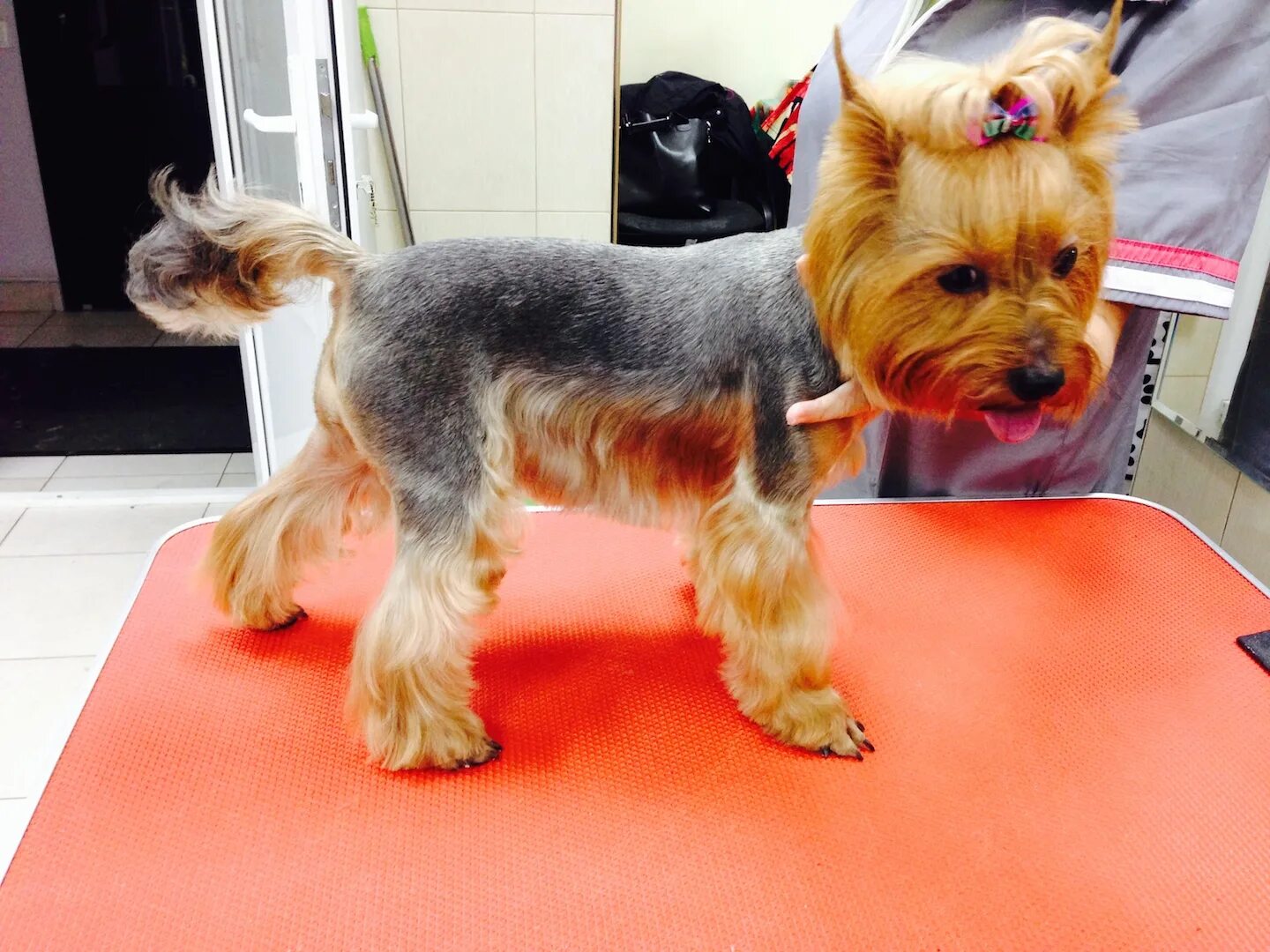 зоосалоны спб. стрижки собак средних пород. стрижка собак спб. бивер с пуделем. пушистик груминг салон.