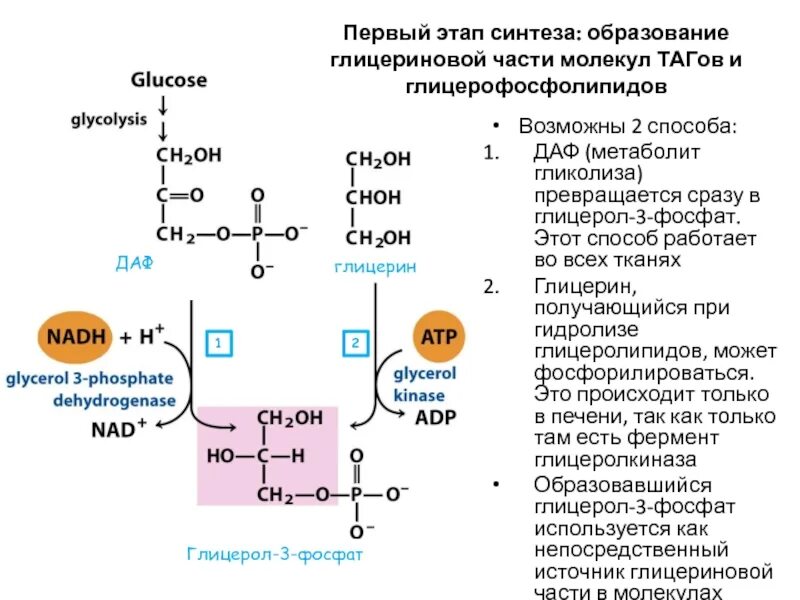 В печени происходит синтез. Глицерол 3 фосфат гликолиз. Синтез глицерол 3 фосфата. Синтез таг гликолиз. Глицерол 3 фосфат в нуклеотид.