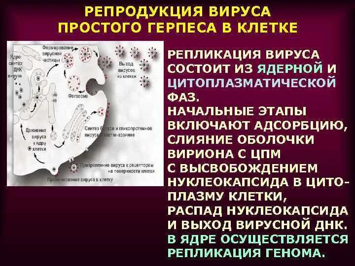 Репродукция вирусов в клетках. Репродукция вирусов. репродукция вируса простого герпеса. схема репродукции вируса герпеса. этапы репродукции вируса герпеса.