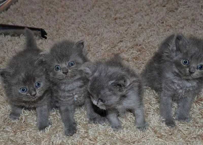 кот породы сервал котята. котенок с деньгами. недорогие котята. сиамские тайские котята. беспородный полосатый котенок.