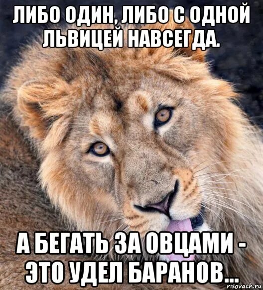 Задолбала меня девушка. Лев почему не отвечает. Почему лев не прав. Цитаты про львов. Ходит как рыкающий лев.