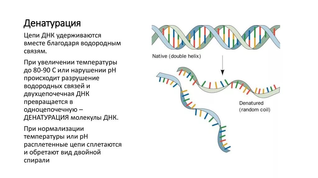 Свойства молекулы днк денатурация. Денатурация днк или рнк это. Денатурация днк или рнк это. Денатурация двухцепочечной днк. Денатурация и ренатурация днк.