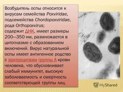 Возбудитель натуральной оспы