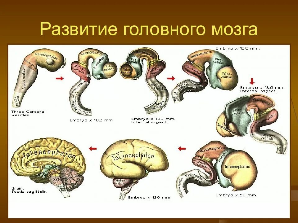 Этапы развития головного мозга. Стадии развития головного мозга. Эволюция человеческого мозга. Схему развития головного мозга человека.