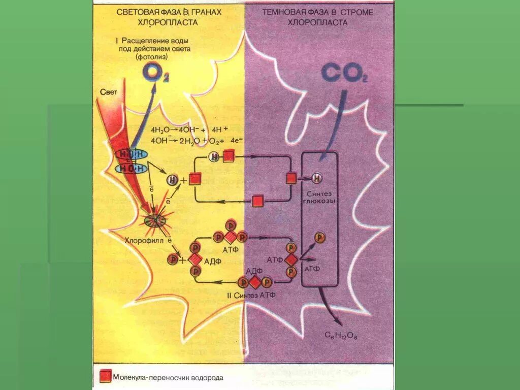 Световая фаза расщепление. Фотосинтез схема. Фотолиз воды схема. Схема фотосинтеза 9 класс. Световая фаза в Гранах хлоропласта.