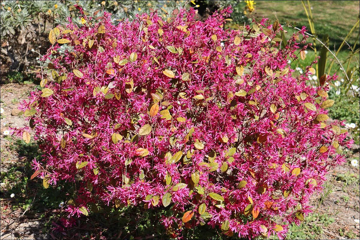 Loropetalum Chinense Fede - Vendita Piante Online - LeTuePiante
