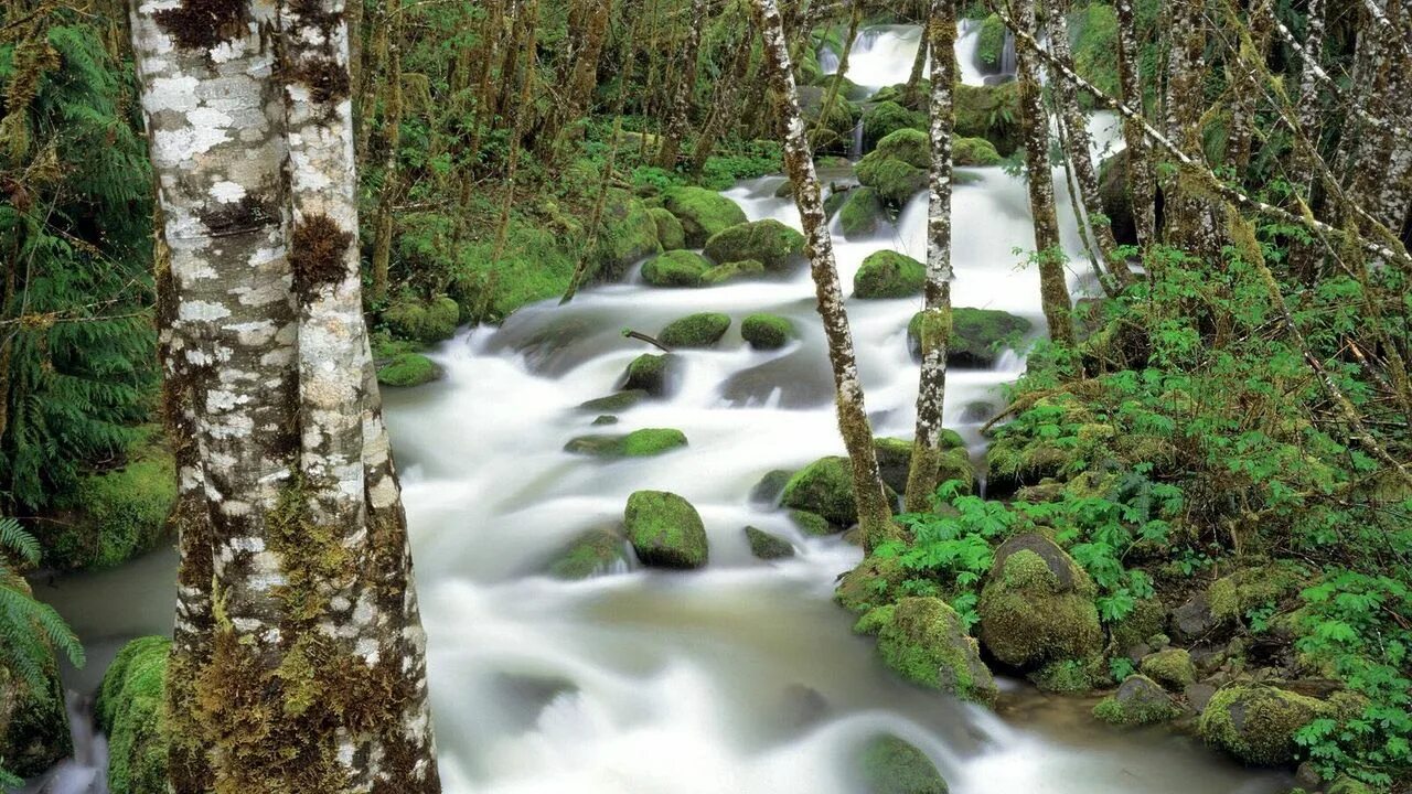 Ручей в березовой роще. Горный ручей. Весенние ручьи. Ручей в лесу. Мох березка