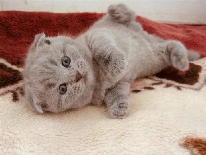 кличка для шотландской вислоухой. британская вислоухая кошка. котенок вислоухий серенький шотландский. серый вислоухий котенок. шотландская вислоухая кошка.