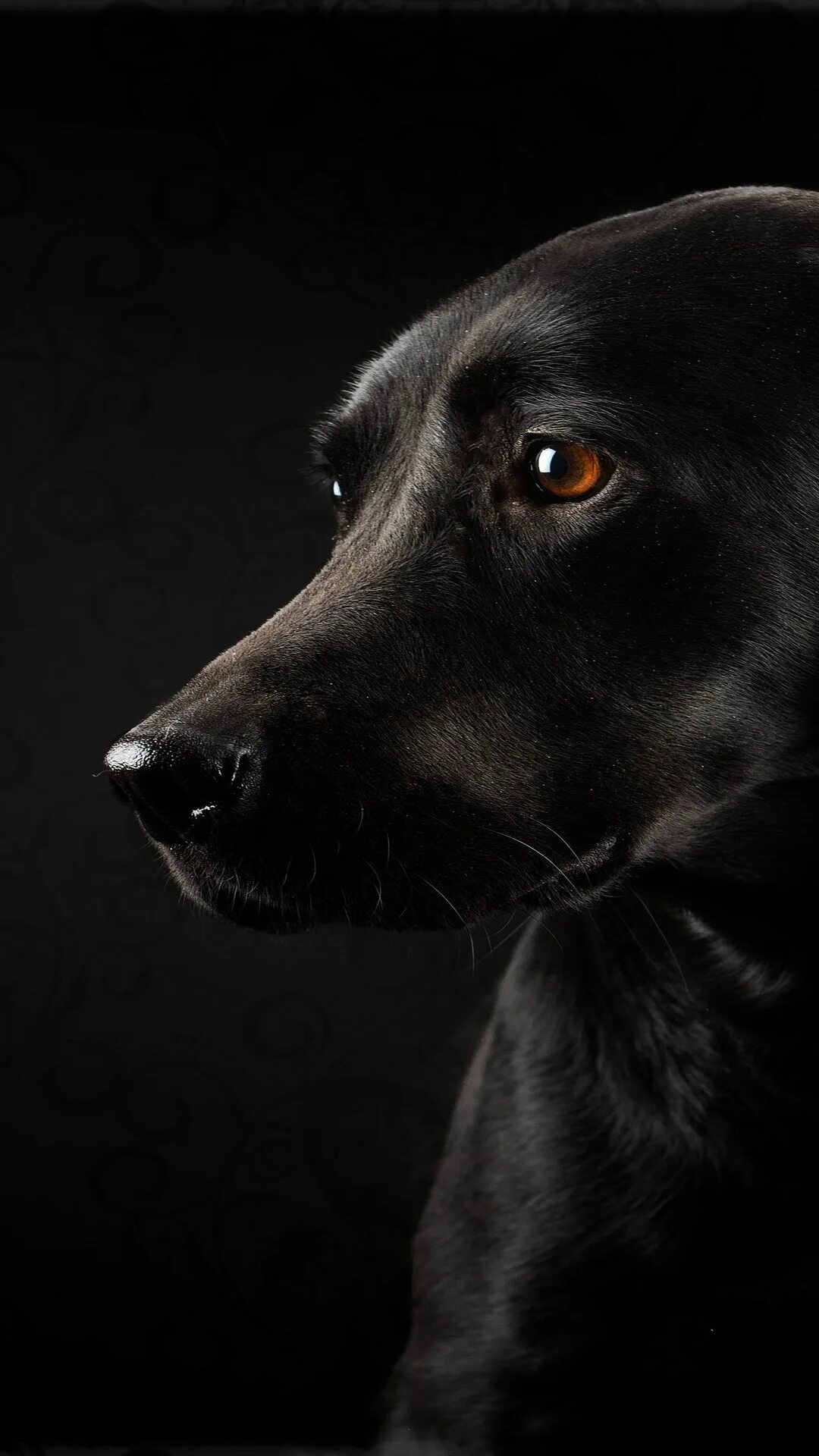 Пес 5 на телефон. Черные собаки. Черная собака на черном фоне. Чёрный пёс. Темная собака.